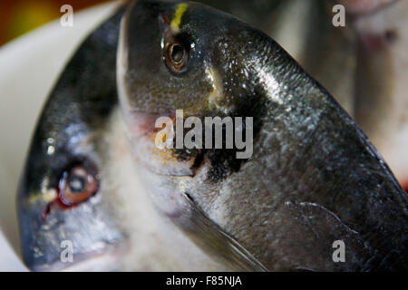 Orata Orata Sparus auratus studio immagine Foto Stock