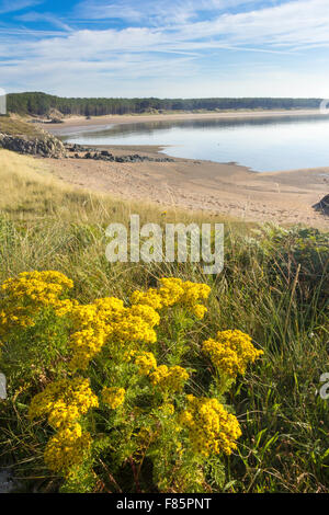 Fiori Selvatici su Llandwyn, Isola, Anglesey, Galles affacciato sulla spiaggia di Newborough Foto Stock