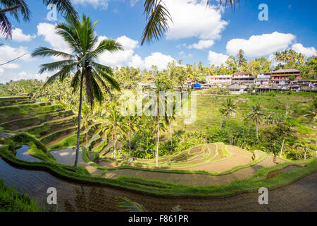 Le colture di campi di riso in un caldo pomeriggio di sole nei pressi di Ubud, Bali, Indonesia Foto Stock