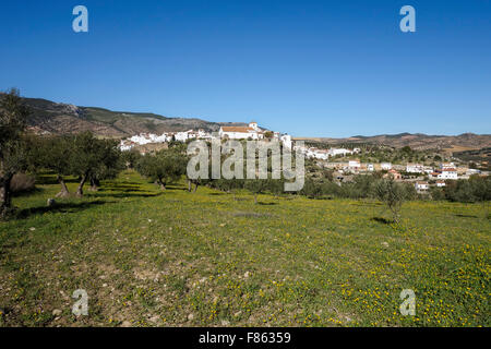 Bianco villaggio andaluso di El Burgo in Sierra de las Nieves, oliveti, città spagnola. Andalusia. Spagna. Foto Stock