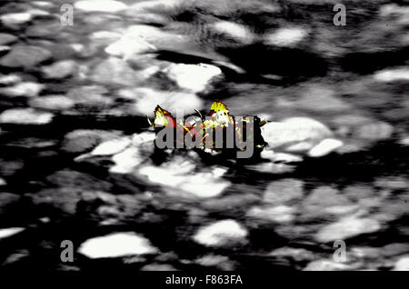 D'autunno bella foglia di betulla bloccato nella fredda corrente del fiume foto macro Foto Stock