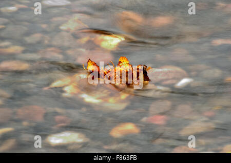 D'autunno bella foglia di betulla bloccato nella fredda corrente del fiume foto macro Foto Stock