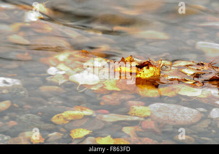 D'autunno bella foglia di betulla bloccato nella fredda corrente del fiume foto macro Foto Stock
