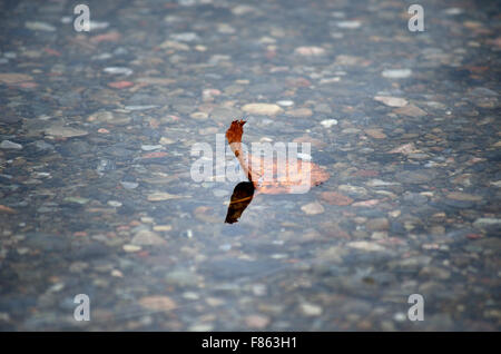 D'autunno bella foglia di betulla bloccato nella fredda corrente del fiume foto macro Foto Stock