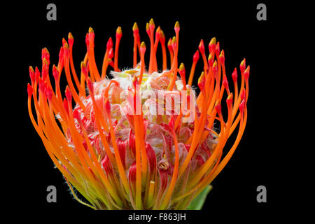 Puntaspilli Protea (Leucospermum) fiore su sfondo nero Foto Stock