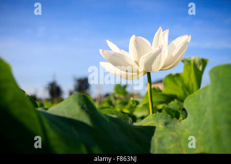 Il fiore di loto e fiore di loto piante Foto Stock