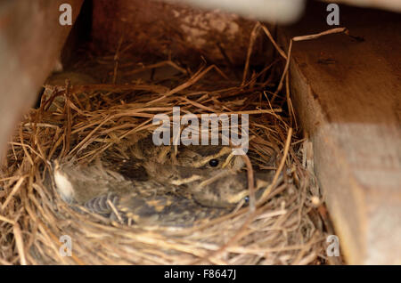 Bimbo piccolo passero uccelli nel nido macro Foto Stock