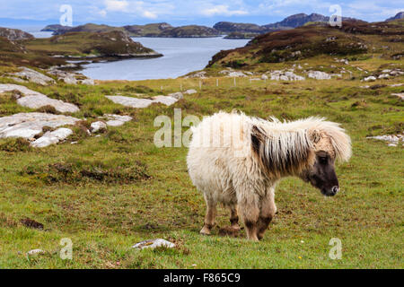 Pony selvatici con un shaggy coat su praterie costiere. Loch Sgioport Sud Uist Ebridi Esterne Western Isles della Scozia UK Gran Bretagna Foto Stock