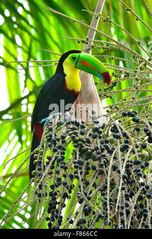 Chiglia fatturati Toucan in Costa Rica foresta pluviale Foto Stock