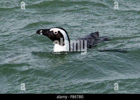 Pinguino africano (Spheniscus demersus) - Halifax Island, Luderitz, Namibia, Africa Foto Stock