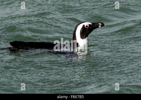 Pinguino africano (Spheniscus demersus) - Halifax Island, Luderitz, Namibia, Africa Foto Stock