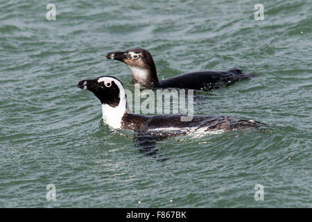 Per adulti e bambini i Penguins africani (Spheniscus demersus) - Halifax Island, Luderitz, Namibia, Africa Foto Stock