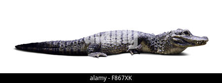 Giacente alligatore cinese (Alligator sinensis). Isolato su sfondo bianco con ombre Foto Stock