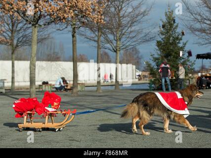 Berlino, Germania. 06 Dic, 2015. Sunny il cane tira una slitta che porta le donazioni per la festa di Natale presso il rifugio degli animali a Berlino, Germania, 06 dicembre 2015. Foto: JOERG CARSTENSEN/dpa/Alamy Live News Foto Stock