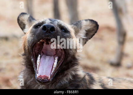 African wild dog (Lycaon pictus) - Africat - l'Okonjima Riserva Naturale, Namibia, Africa Foto Stock