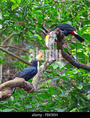 Colorate tucans toco in voliera Foto Stock