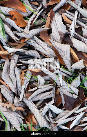 Sorbus Hemsleyi 'Sabe'. Caduto il cinese Rowan le foglie in autunno Foto Stock