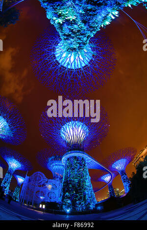 Scena notturna dell'illuminato Supertrees nel boschetto Supertrees nei giardini dalla baia, Singapore, Repubblica di Singapore Foto Stock