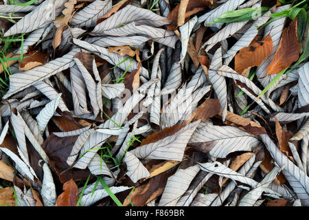 Sorbus Hemsleyi 'Sabe'. Caduto il cinese Rowan le foglie in autunno Foto Stock