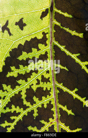 Telekia speciosa (Buphthalmum Speciosum) . Decadendo giallo occhio di bue foglia fiore cambia colore in autunno. Pattern Foto Stock
