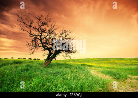 Albero solitario sul tramonto. La natura della composizione. Foto Stock