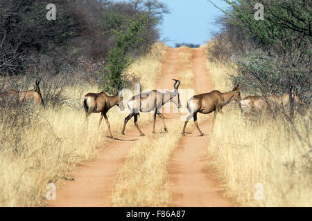 Red Hartebeest (Alcelaphus buselaphus caama) attraversando road - l'Okonjima Riserva Naturale, Namibia, Africa Foto Stock