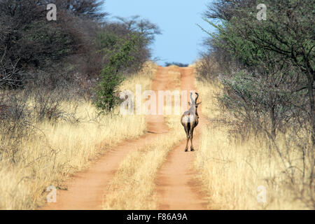 Red Hartebeest (Alcelaphus buselaphus caama) - L'Okonjima Riserva Naturale, Namibia, Africa Foto Stock