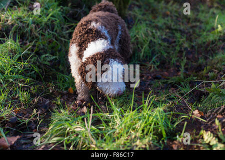 Lo spagnolo cane di acqua lo sniffing in erba Foto Stock