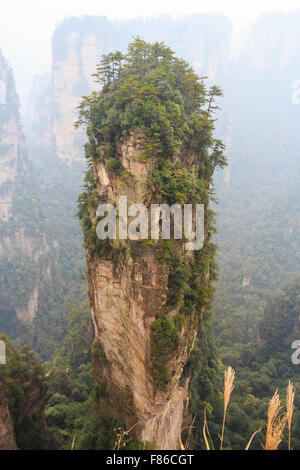 Hallelujah mountain in Zhangjiajie parco nazionale ( Tian zhi shan ) ( Tianzi natura della montagna riserva ) e la nebbia , Cina Foto Stock