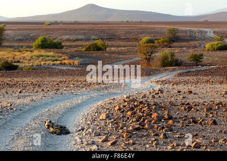 Spotted Hyena (Crocuta crocuta) - Deserto nel campo di Rhino, Namibia, Africa Foto Stock