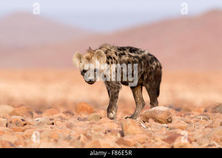 Spotted Hyena (Crocuta crocuta) - Deserto nel campo di Rhino, Namibia, Africa Foto Stock