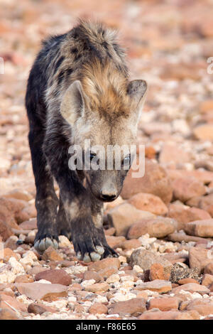 Spotted Hyena (Crocuta crocuta) - Deserto nel campo di Rhino, Namibia, Africa Foto Stock