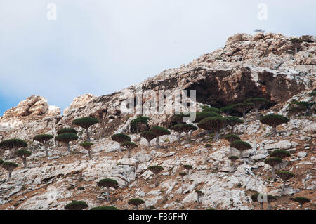 Socotra, Yemen, Medio Oriente, natura e paesaggio: panoramica del drago di sangue della foresta di alberi in altopiano Homhil, biodiversità unico Foto Stock