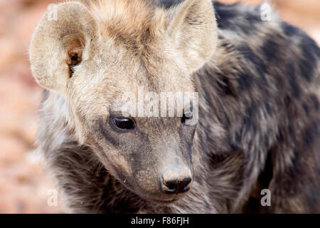 Spotted Hyena (Crocuta crocuta) - Deserto nel campo di Rhino, Namibia, Africa Foto Stock