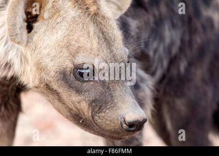 Spotted Hyena (Crocuta crocuta) - Deserto nel campo di Rhino, Namibia, Africa Foto Stock