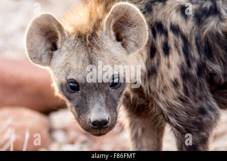 Spotted Hyena (Crocuta crocuta) - Deserto nel campo di Rhino, Namibia, Africa Foto Stock