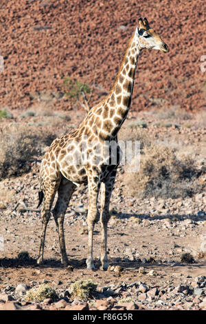 Giraffa meridionale (Giraffa camelopardalis) - Deserto Rhino Camp - Damaraland, Namibia, Africa Foto Stock