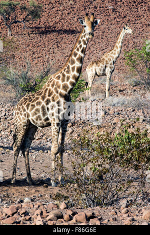 Giraffa meridionale (Giraffa camelopardalis) - Deserto Rhino Camp - Damaraland, Namibia, Africa Foto Stock