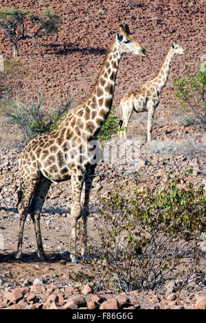 Giraffa meridionale (Giraffa camelopardalis) - Deserto Rhino Camp - Damaraland, Namibia, Africa Foto Stock