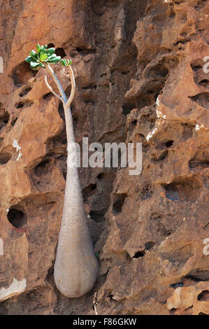 Bottiglia albero che cresce su una roccia nel sangue di drago della foresta di alberi, altopiano Homhil e Socotra, Yemen Foto Stock