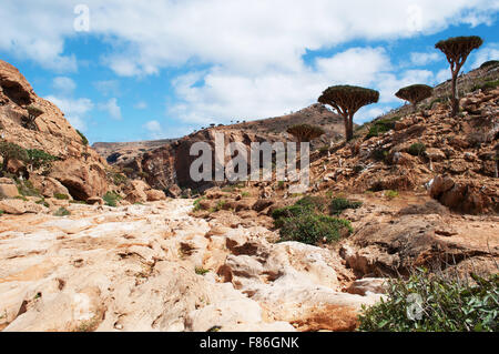 Socotra, Yemen, Medio Oriente, natura e paesaggio: panoramica del drago di sangue della foresta di alberi in altopiano Homhil, biodiversità unico Foto Stock