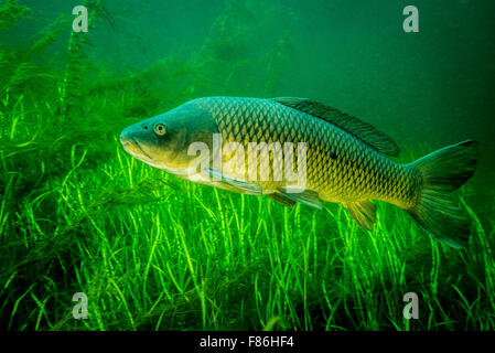 Carp comune nuotare sott'acqua nel fiume San Lorenzo Foto Stock