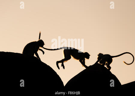 Sagome di Langur o scimmia Hanuman (Semnopithecus entellus), Jaipur, Rajasthan, India Foto Stock