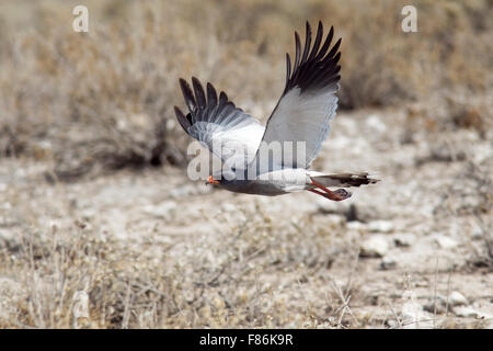 Pallido meridionale salmodiare astore (Melierax canorus) in volo - Parco Nazionale Etosha, Namibia, Africa Foto Stock