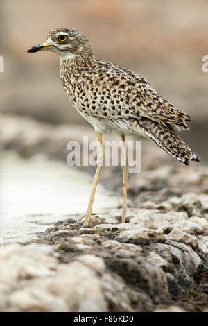 Avvistato thick-ginocchio (Burhinus capensis) - Andersson's Camp - vicino a Parco Nazionale Etosha, Namibia, Africa Foto Stock