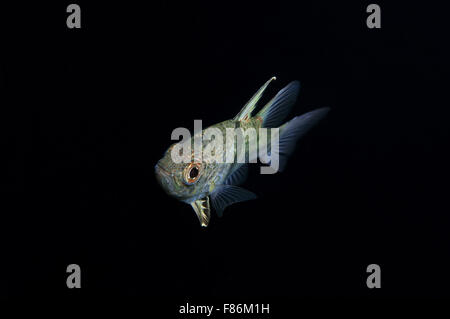 Ottobre 15, 2014 - Sul Mare del Sud della Cina, Malesia - orbiculate cardinalfish, chubby cardinale o polka-dot cardinalfish (Sphaeramia orbicularis) sul Mare del Sud della Cina, Redang, Malaysia, Asia (credito Immagine: © Andrey Nekrasov/ZUMA filo/ZUMAPRESS.com) Foto Stock