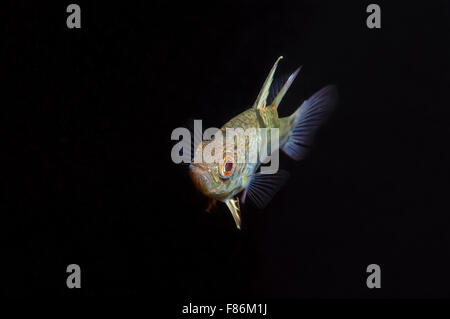 Ottobre 15, 2014 - Sul Mare del Sud della Cina, Malesia - orbiculate cardinalfish, chubby cardinale o polka-dot cardinalfish (Sphaeramia orbicularis) sul Mare del Sud della Cina, Redang, Malaysia, Asia (credito Immagine: © Andrey Nekrasov/ZUMA filo/ZUMAPRESS.com) Foto Stock