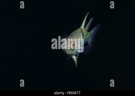 Ottobre 15, 2014 - Sul Mare del Sud della Cina, Malesia - orbiculate cardinalfish, chubby cardinale o polka-dot cardinalfish (Sphaeramia orbicularis) sul Mare del Sud della Cina, Redang, Malaysia, Asia (credito Immagine: © Andrey Nekrasov/ZUMA filo/ZUMAPRESS.com) Foto Stock