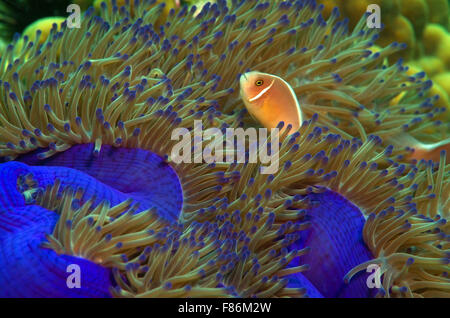 Ottobre 15, 2014 - Sul Mare del Sud della Cina, Malesia - Rosa skunk clownfish o rosa (anemonefish Amphiprion perideraion) sul Mare del Sud della Cina, Redang, Malaysia, Asia (credito Immagine: © Andrey Nekrasov/ZUMA filo/ZUMAPRESS.com) Foto Stock