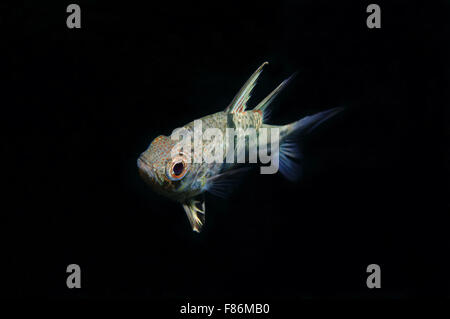 Orbiculate cardinalfish, chubby cardinale o polka-dot cardinalfish (Sphaeramia orbicularis) sul Mare del Sud della Cina, Redang, Malaysia Foto Stock